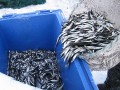 Kalat nostetaan haavilla eristettyihin kalankuljetuslaatikoihin
